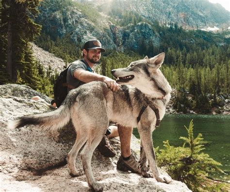 Exploring the Fascination with Wolves as Exotic Pets