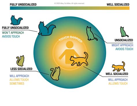 Exploring the Feasibility of Interactions between Cats and Humans: Assessing the Potential for Mutual Understanding