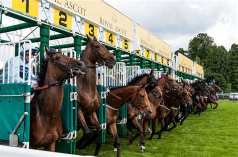 Exploring the Finest Horse Racing Venues: A Journey from Training Tracks to Renowned Racetracks