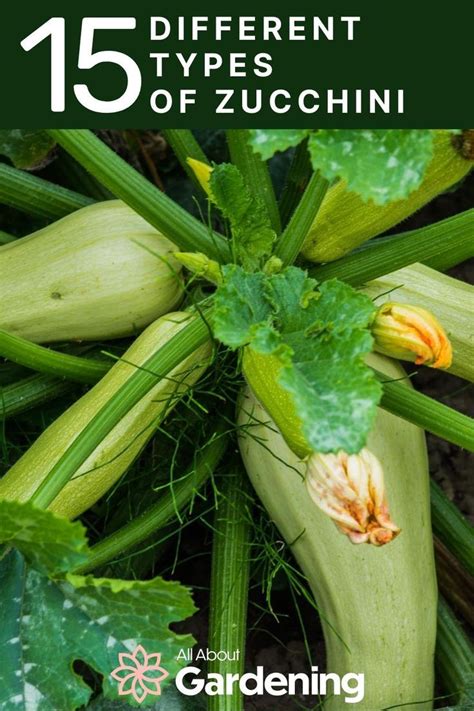 Exploring the Finest Zucchini Varieties for Varied Growing Environments