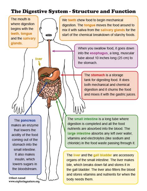 Exploring the Functions of the Digestive System