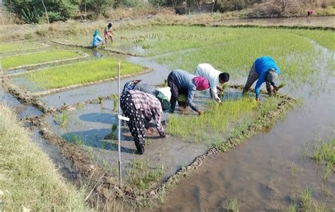 Exploring the Fundamentals of Rice Cultivation