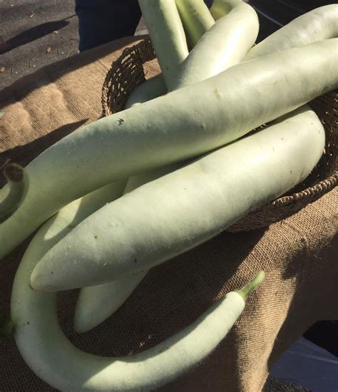 Exploring the Gastronomic Pleasures of Serpent Squash