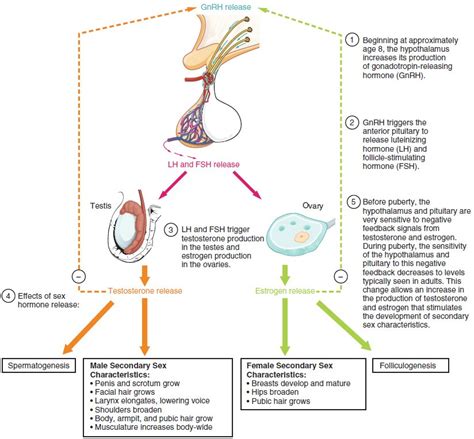 Exploring the Genetics Behind Extra Nipple Formation