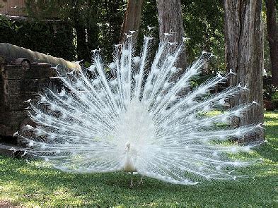 Exploring the Global Fascination with Peacocks