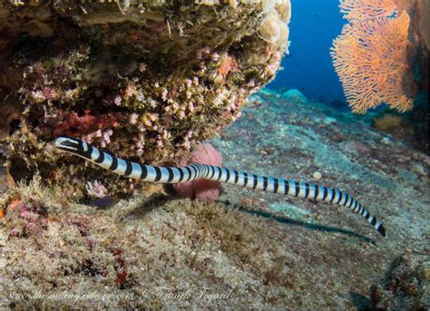 Exploring the Habitat and Behavior of the Enigmatic Sea Beast