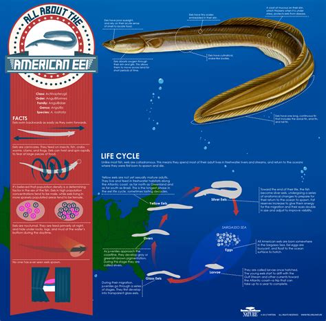 Exploring the Habits and Behavior of the Magnificent White Eel