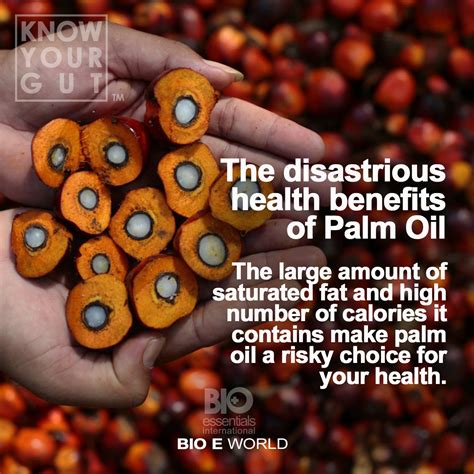 Exploring the Health Implications of Palm Oil Consumption