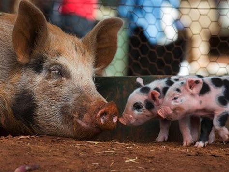 Exploring the Heartwarming Bond Between Mother Pig and her Piglets