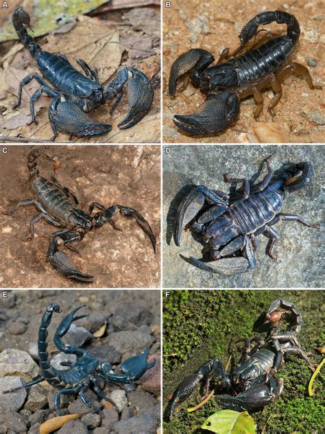 Exploring the Hidden Depths of Scorpion Eradication: Unveiling the Enigmatic Significance