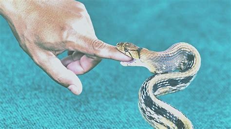 Exploring the Hidden Meaning of a Serpent's Bite on a Loved One