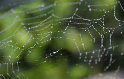 Exploring the Hidden Meanings Behind Spider Dream Encounters