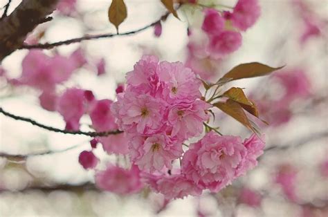 Exploring the Hidden Significance of Pale Blossoms within Dreamscapes