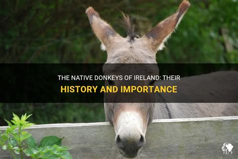 Exploring the Historical Importance of Donkeys