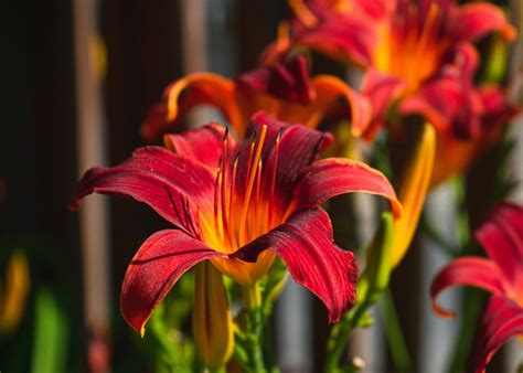 Exploring the Historical Significance: Lilies Throughout the Ages