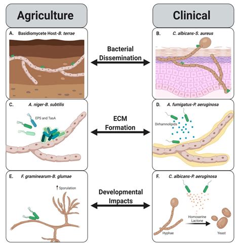 Exploring the Impact: Consequences of Fungal Development on Human Epidermis