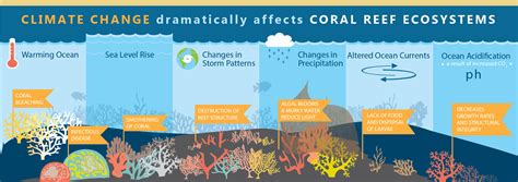 Exploring the Impact of Climate Change on Marine Life