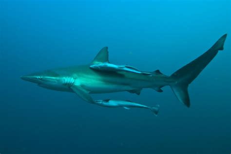 Exploring the Impact of Shark-Inspired Dreams on Intimacy and Trust in Relationships