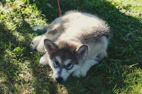 Exploring the Importance of Dreams for a Siberian Husky's Mental Well-being