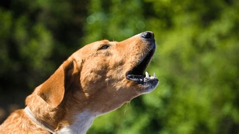 Exploring the Influence of Canine Sounds: Unraveling the Significance of Dog Vocalizations