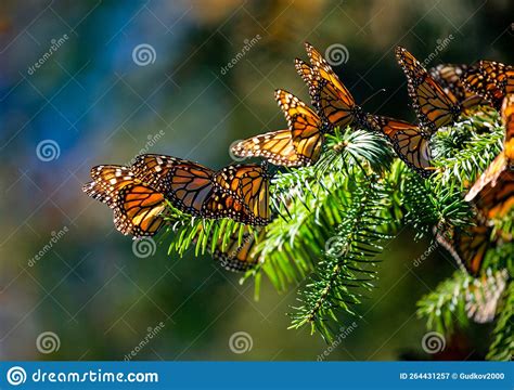 Exploring the Influence of Monarch Insect Vision on Colony Behavior