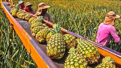 Exploring the Interplay between Dream Analysis and Cultural Significance of Pineapple Harvesting