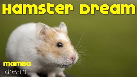 Exploring the Interpretation of Hamster Dreams: Nurturing and Small Steps