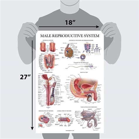 Exploring the Intricacies of Dreaming about Male Reproductive Cells in Relation to Human Sexuality and Erotic Desires