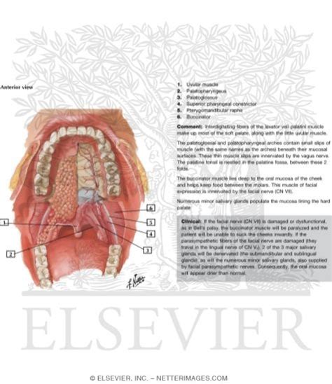 Exploring the Intricacies of Retrieving Fragments from the Oral Cavity