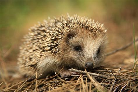 Exploring the Intricate Lifestyle of the Fascinating Hedgehog