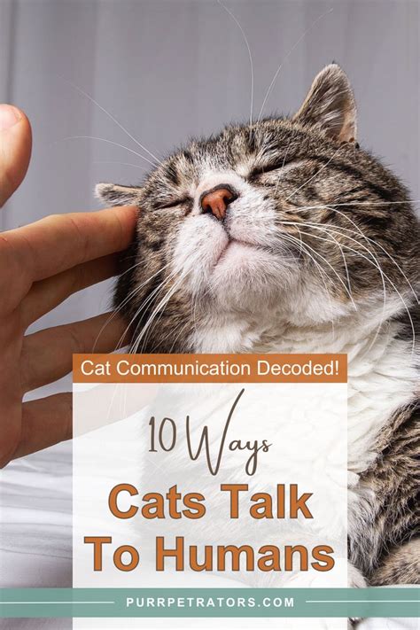 Exploring the Intricate Ways Cats Communicate