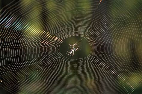 Exploring the Intricate Web Architecture of Aquatic Arachnids