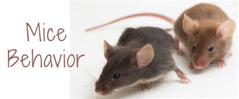 Exploring the Intriguing Habits and Behaviors of Mouse Companions