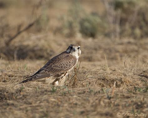 Exploring the Intriguing History of Enormous Falcons