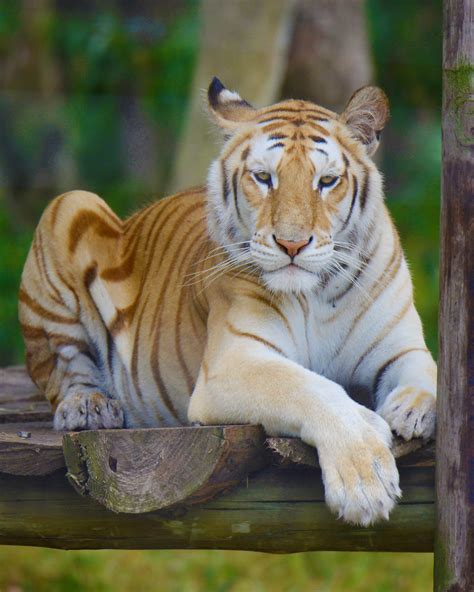 Exploring the Intriguing Physical Attributes of Petite Tigers