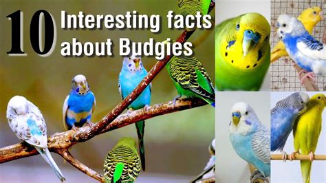 Exploring the Intriguing Realm of Budgerigars