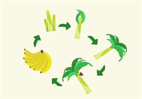 Exploring the Journey of a Banana: Unraveling the Life Cycle of this Tropical Fruit