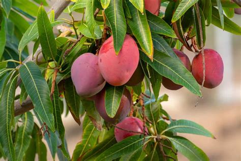 Exploring the Journey of a Mango Tree: From Seed to Fruit