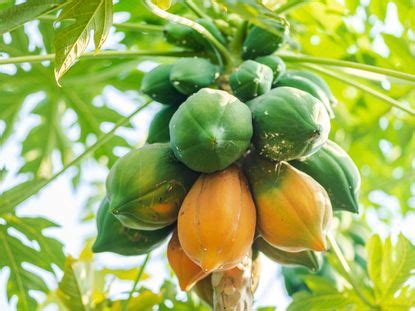 Exploring the Joys of Papaya Harvest