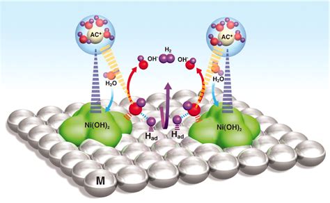 Exploring the Key Players in Enhancing Water Splitting Reaction