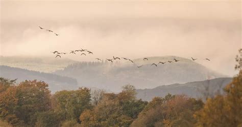 Exploring the Life and Challenges Faced by Geese