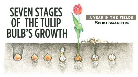 Exploring the Lifecycle of Majestic Yellow Tulips: Witnessing Nature's Transformation