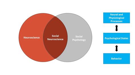 Exploring the Link Between Neuroscience and the Yearning for Social Interaction