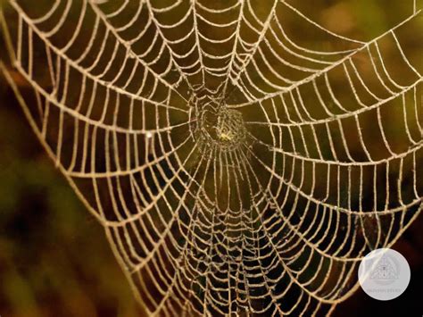 Exploring the Link Between Spiders and Creativity in Dreams