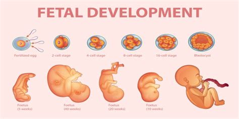 Exploring the Link between Dreams and Real-Life Gestation