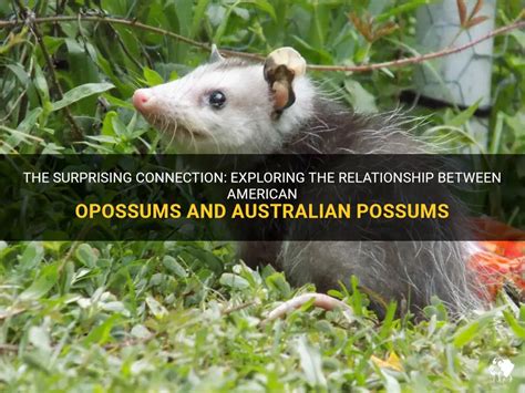 Exploring the Link between Possum Dreams and Personal Relationships