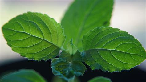 Exploring the Magical Properties of Sacred Tulsi Leaves