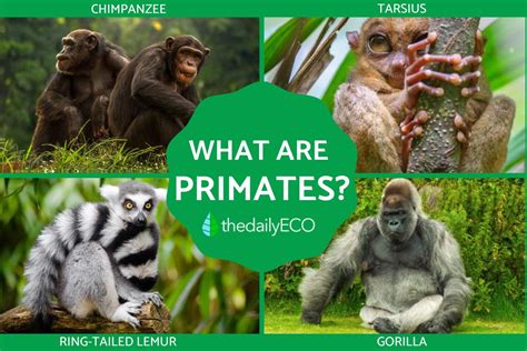 Exploring the Meaning: Understanding the Symbolism of Primate Creatures