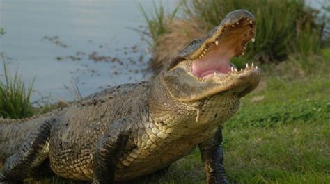 Exploring the Meaning Behind Dreams Involving Crocodile Consumption