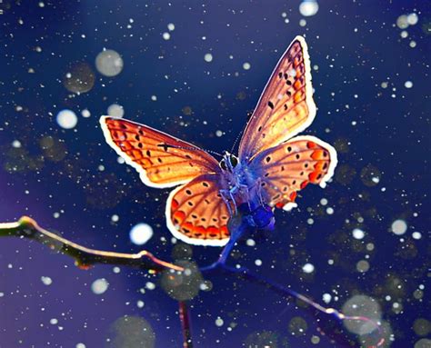 Exploring the Meaning Behind a Vision of Snowy Butterflies